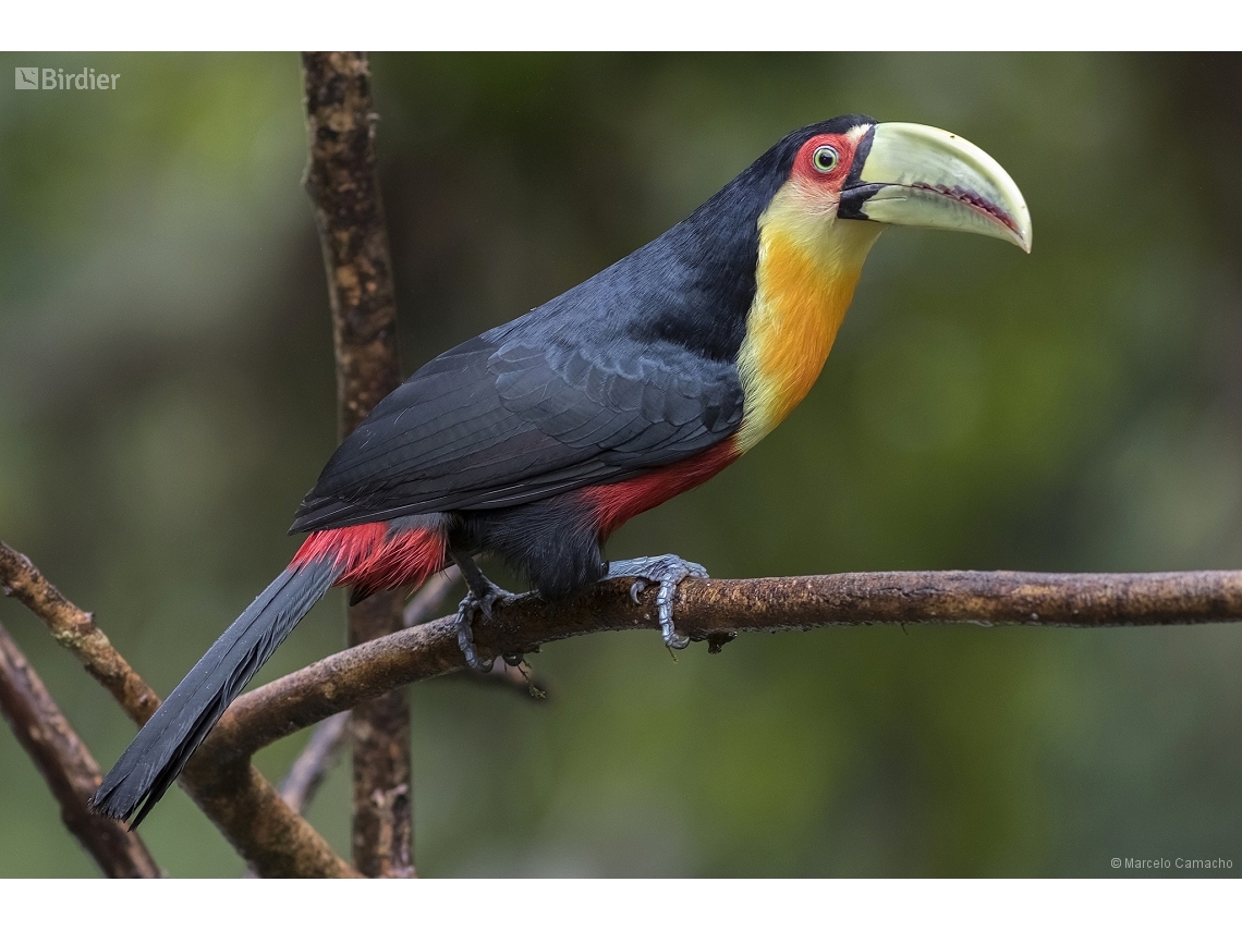 Ramphastos dicolorus