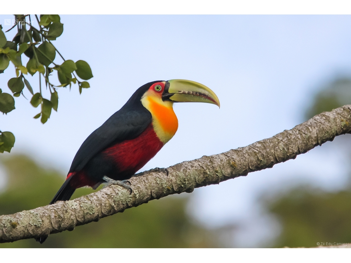 Ramphastos dicolorus