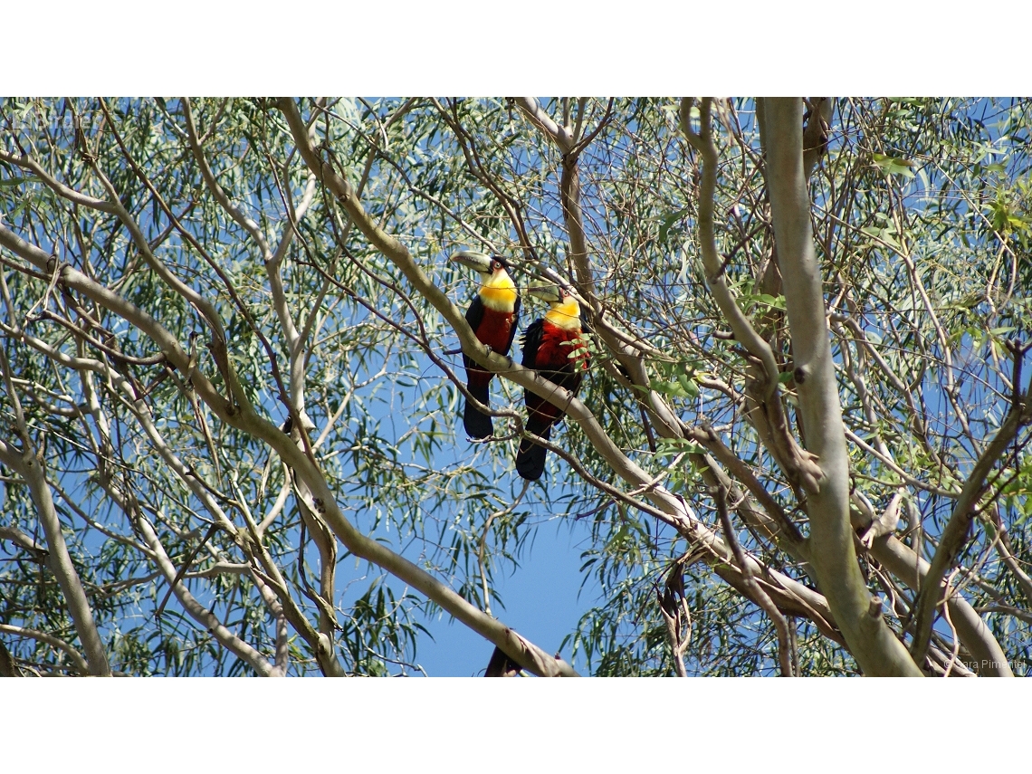 Ramphastos dicolorus