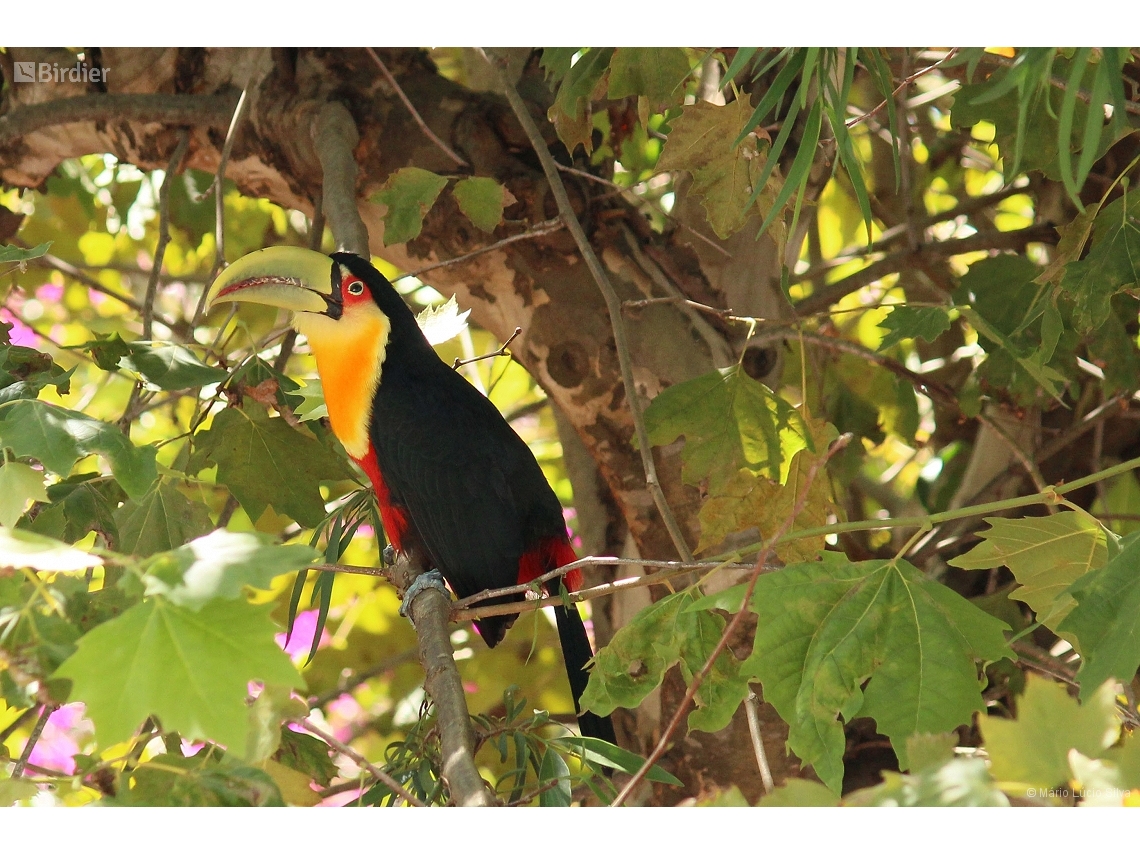 Ramphastos dicolorus