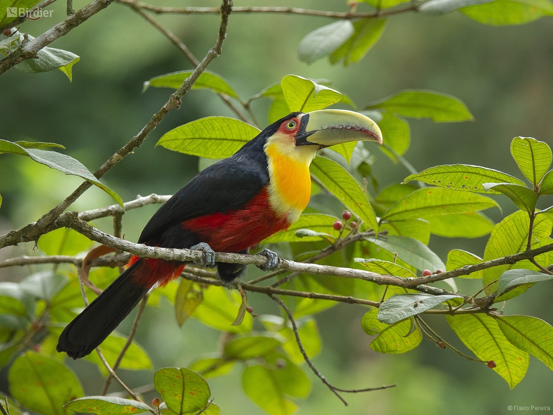 Ramphastos dicolorus