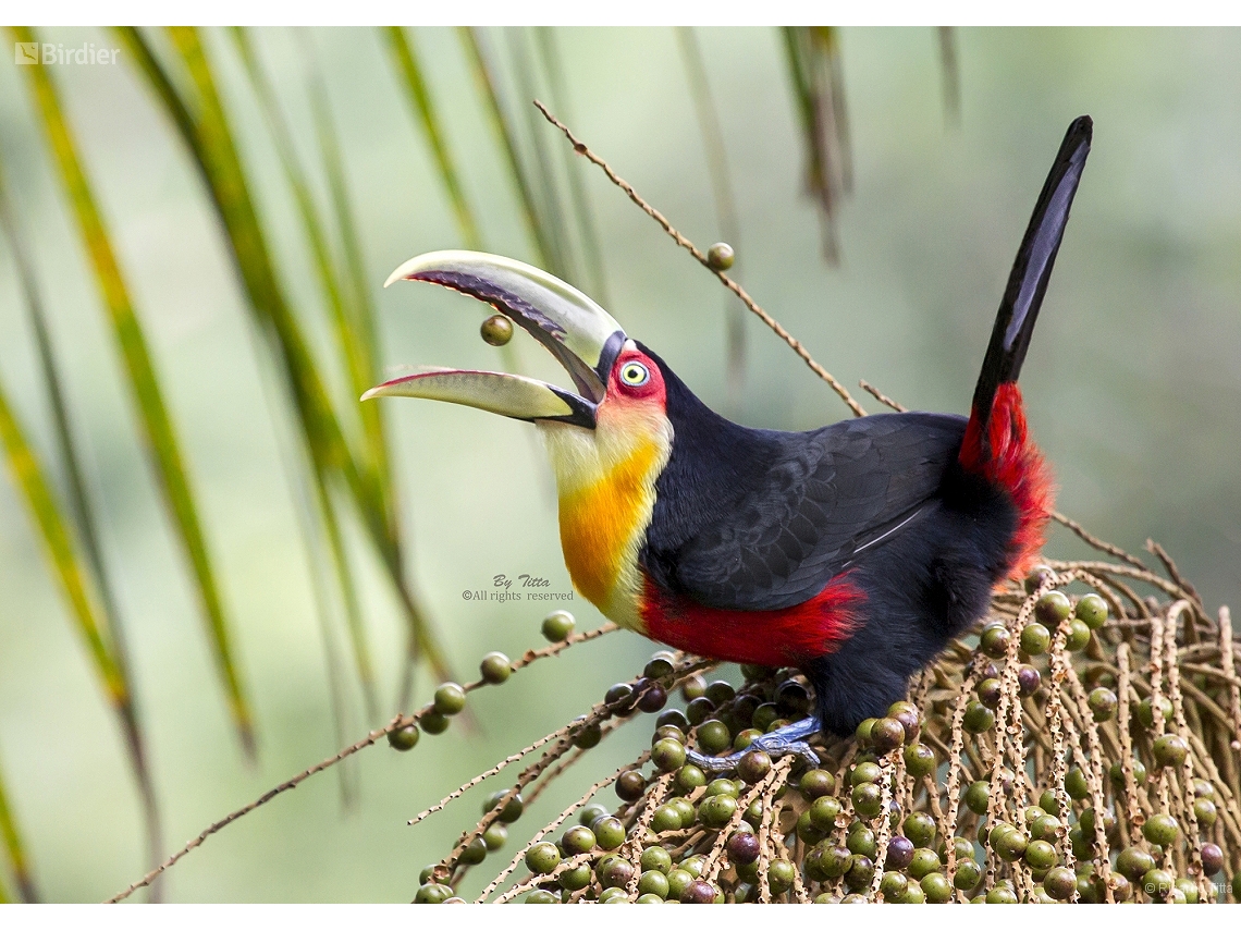 Ramphastos dicolorus