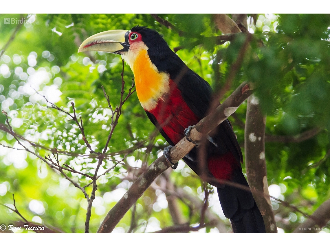 Ramphastos dicolorus