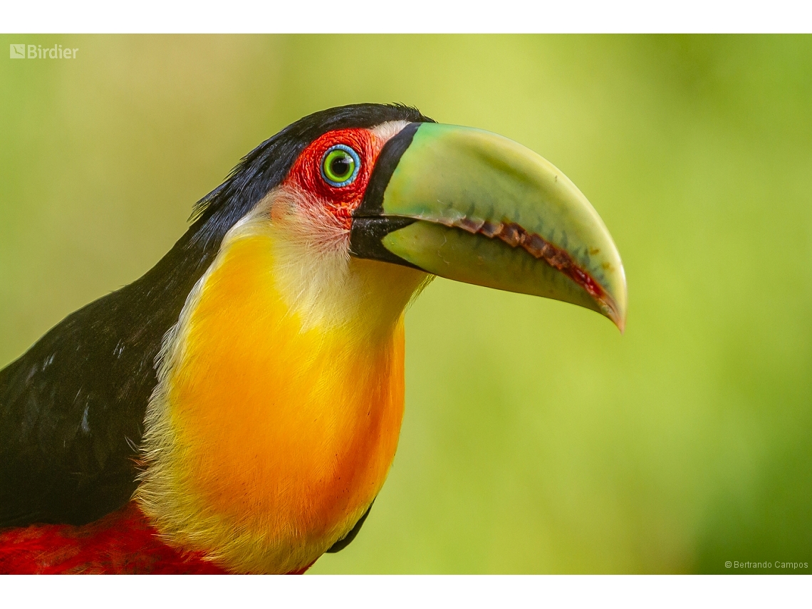 Ramphastos dicolorus