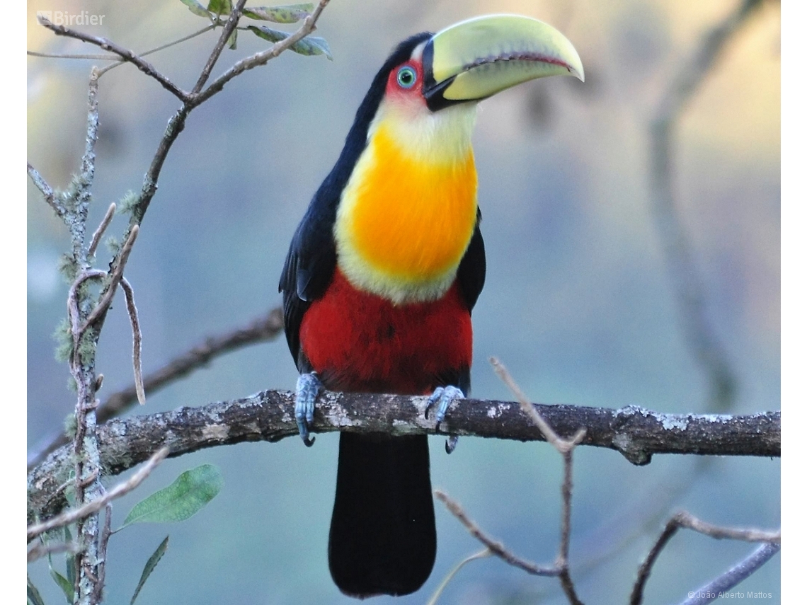 Ramphastos dicolorus