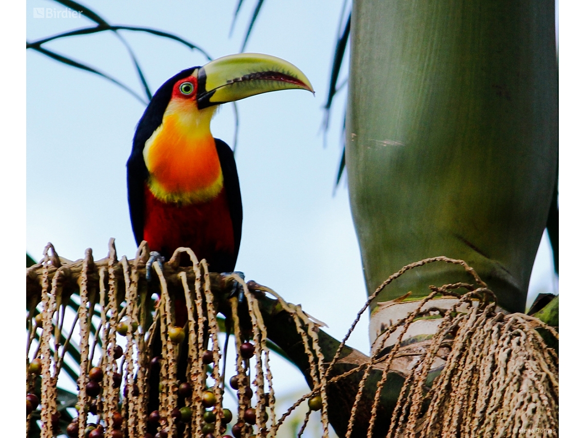 Ramphastos dicolorus