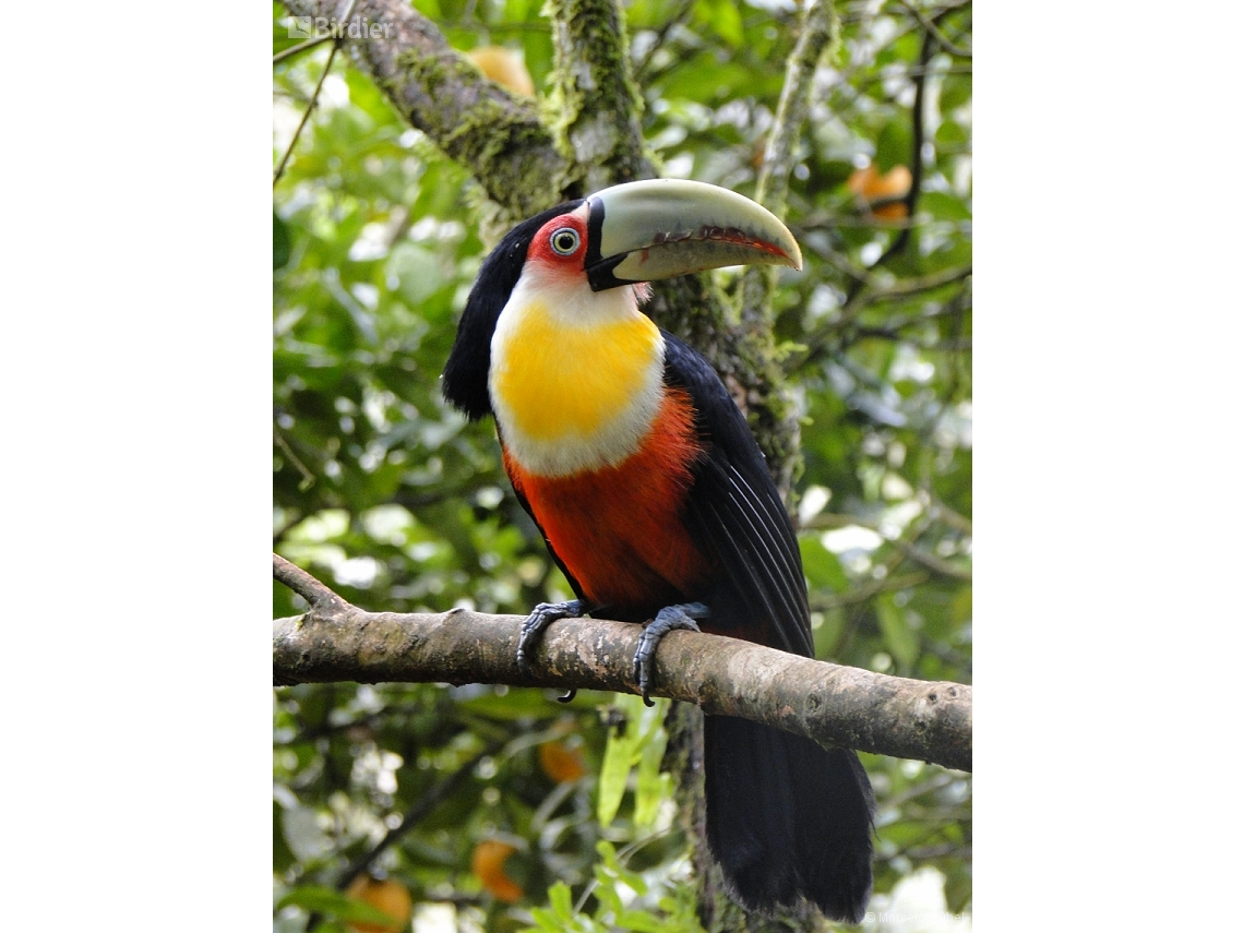 Ramphastos dicolorus