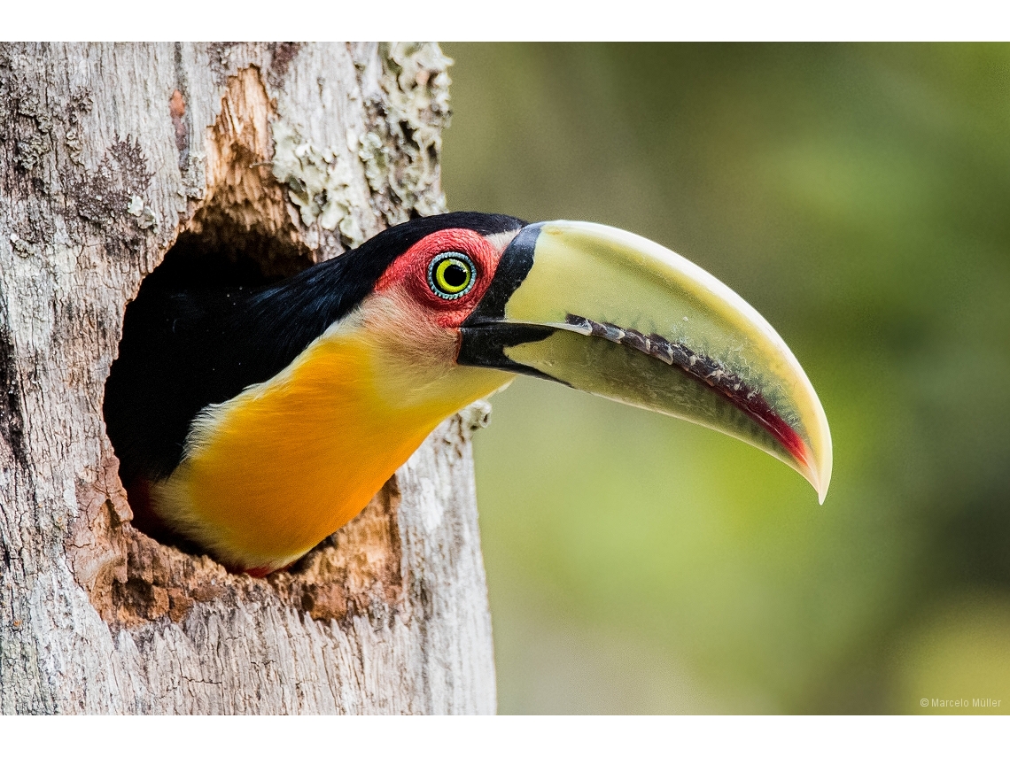 Ramphastos dicolorus