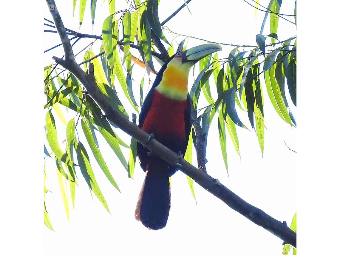 Ramphastos dicolorus