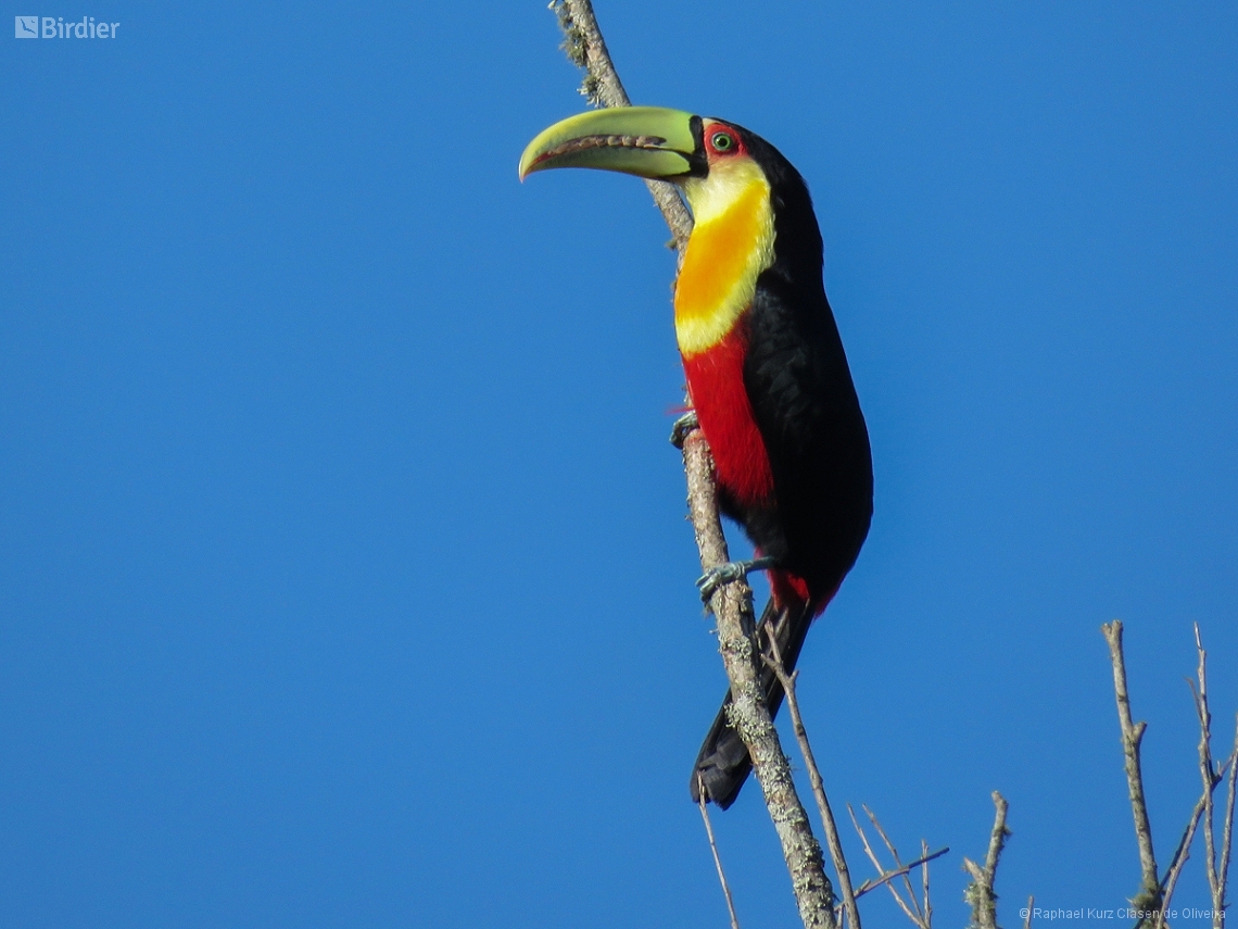 Ramphastos dicolorus