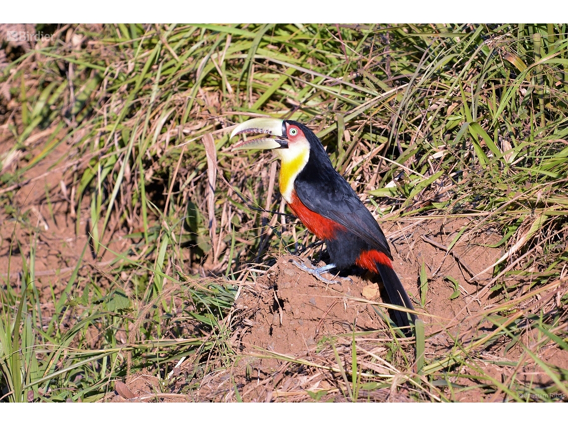 Ramphastos dicolorus