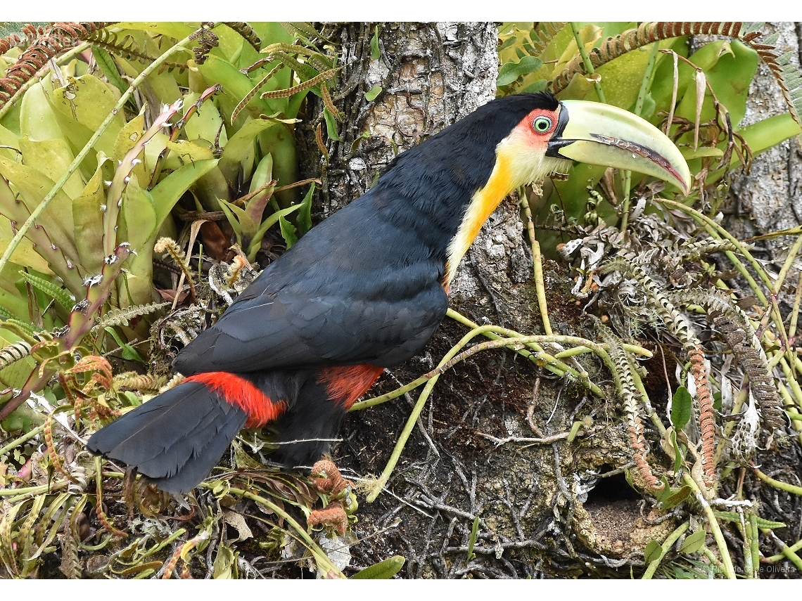 Ramphastos dicolorus