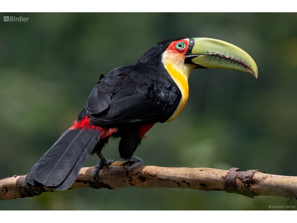 Ramphastos dicolorus