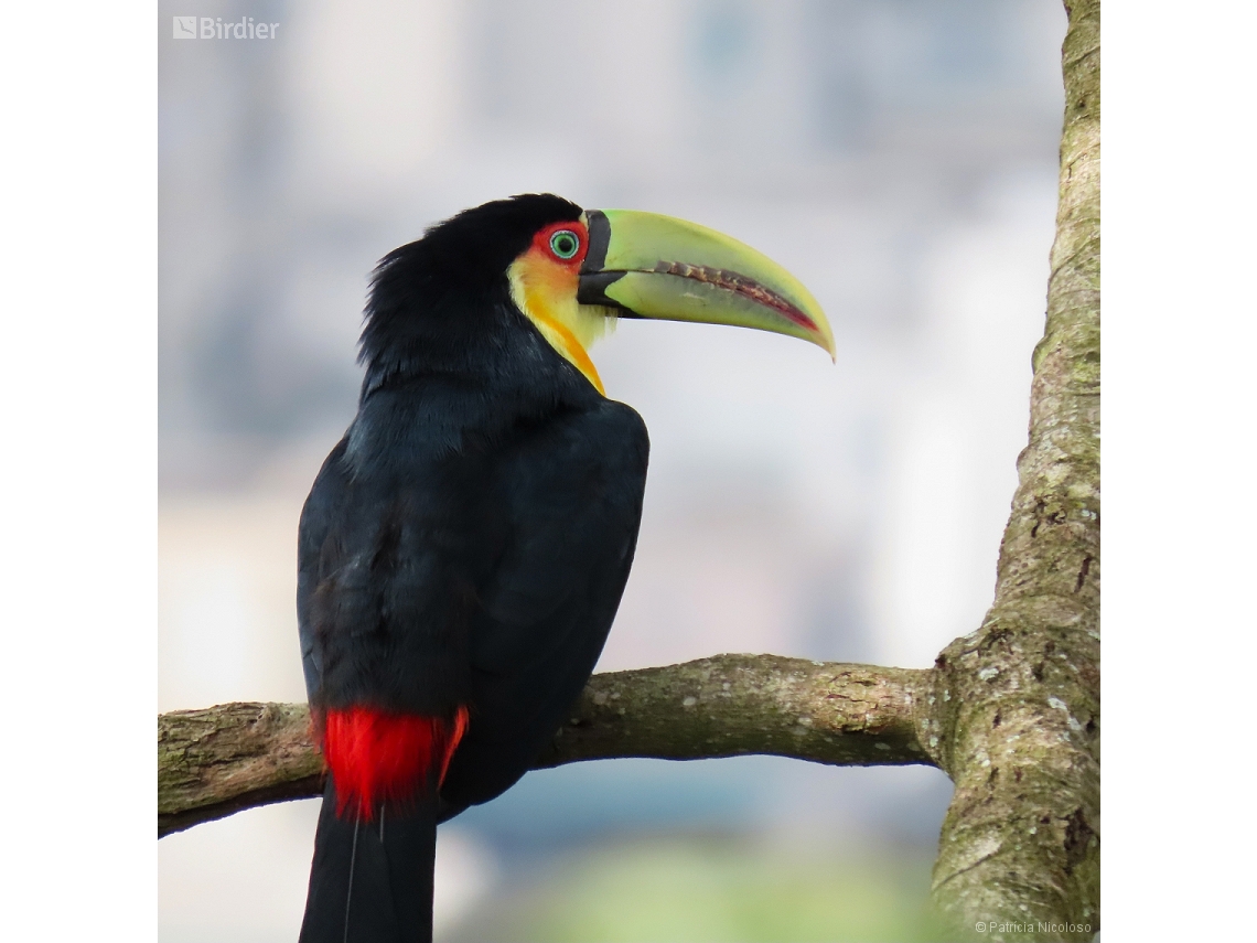 Ramphastos dicolorus