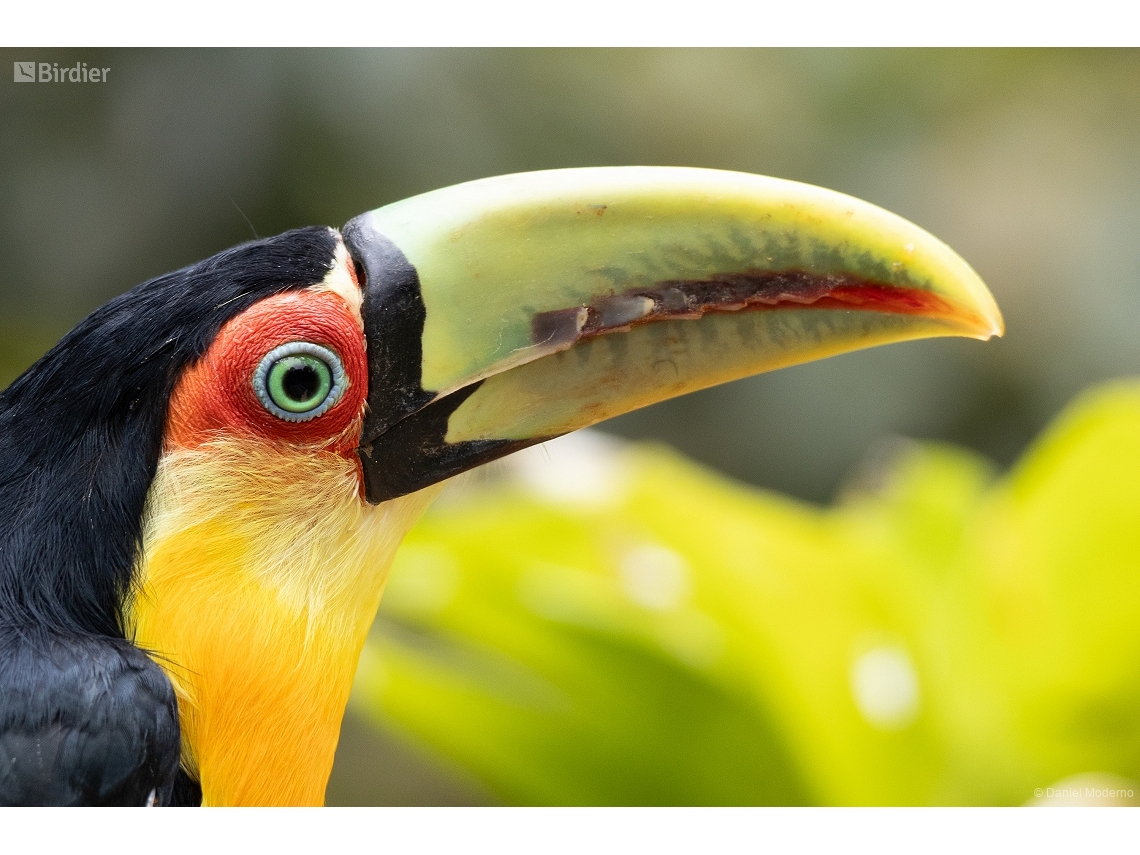Ramphastos dicolorus