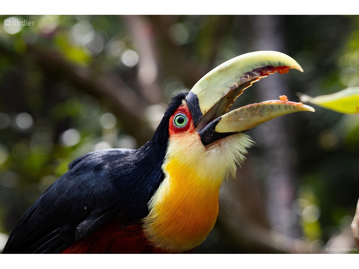 Ramphastos dicolorus