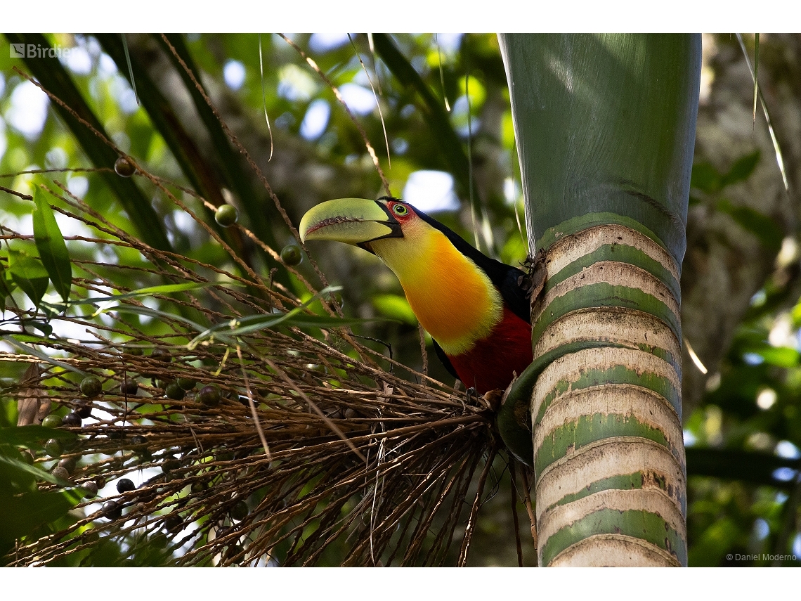 Ramphastos dicolorus