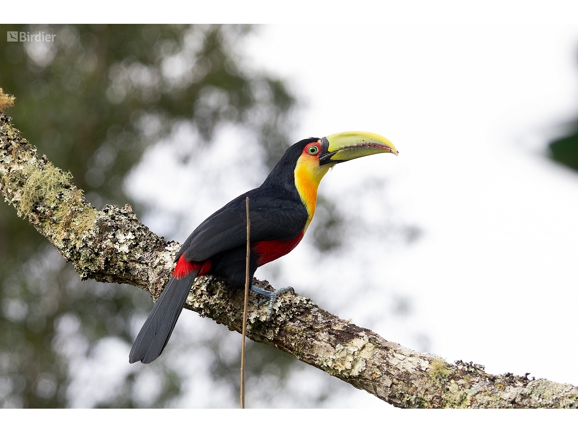 Ramphastos dicolorus