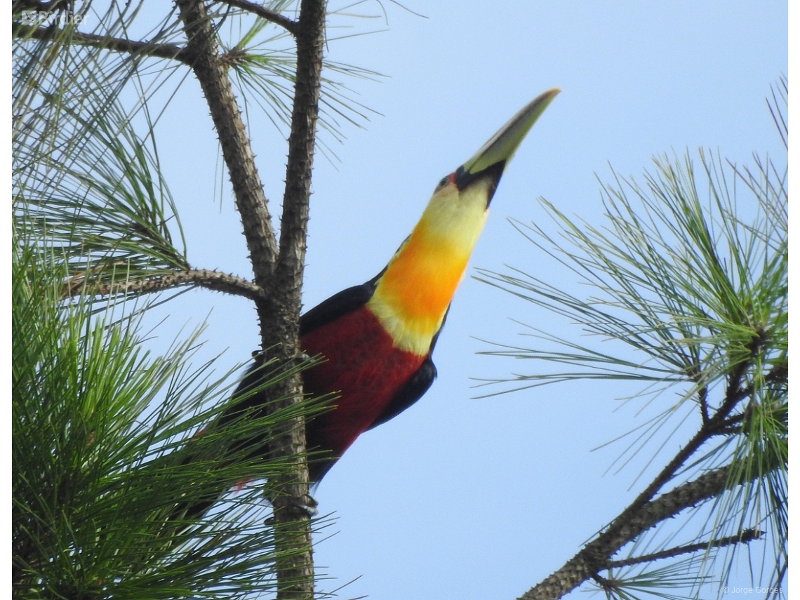 Ramphastos dicolorus