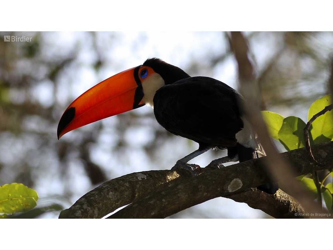 Ramphastos toco