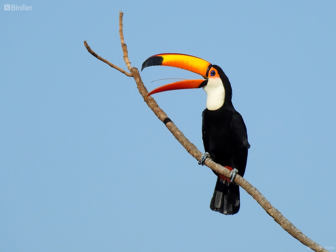 Ramphastos toco