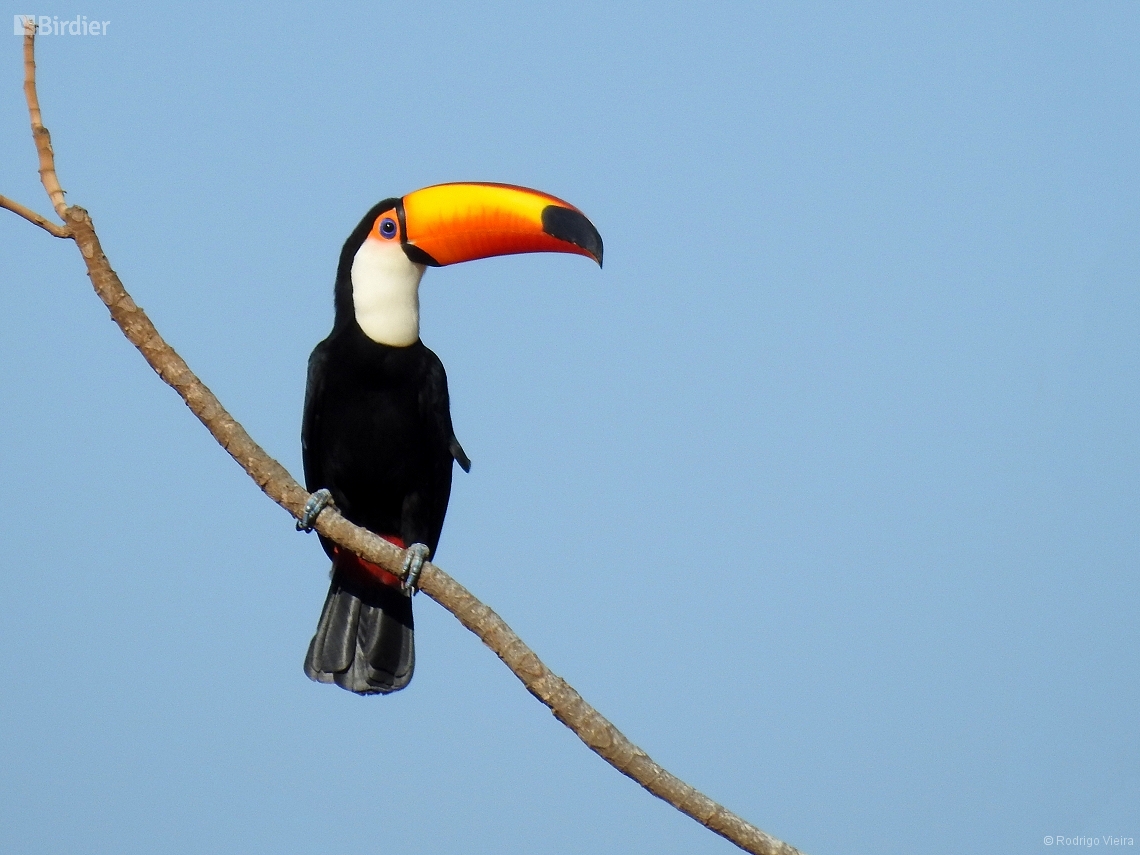 Ramphastos toco