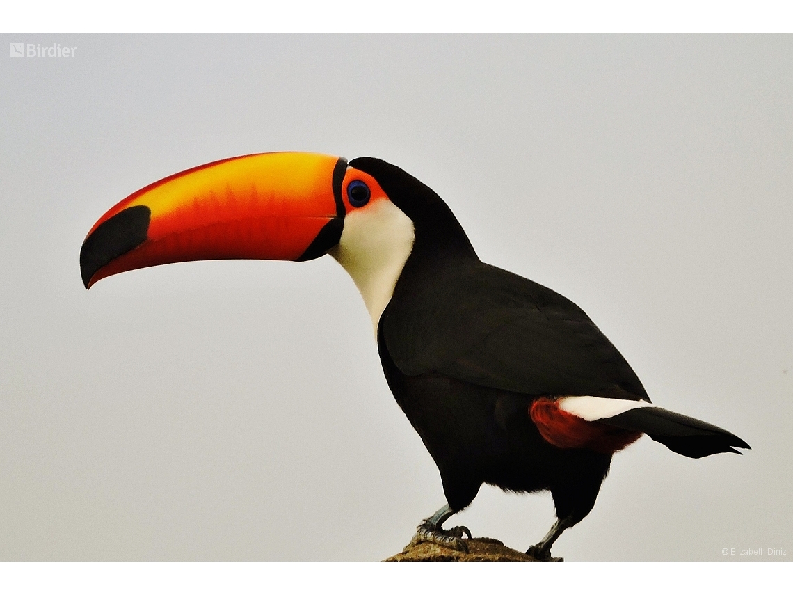 Ramphastos toco