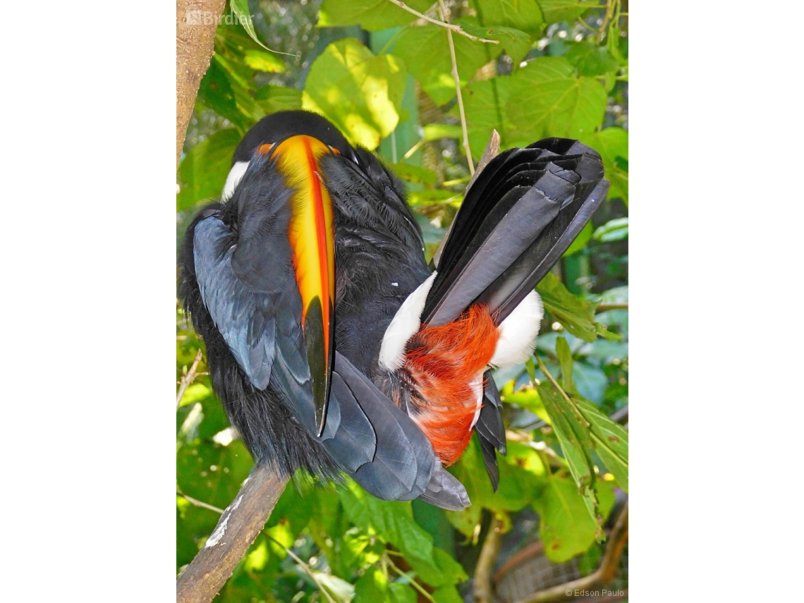 Ramphastos toco