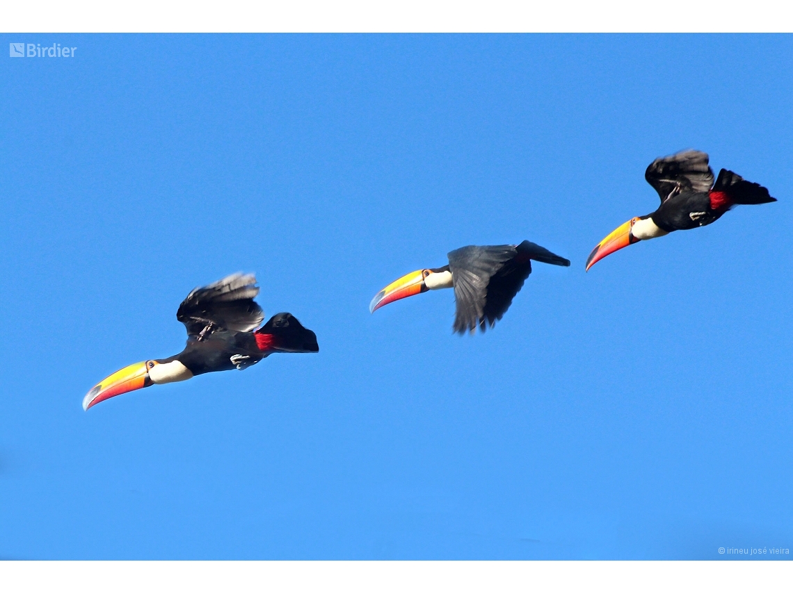 Ramphastos toco