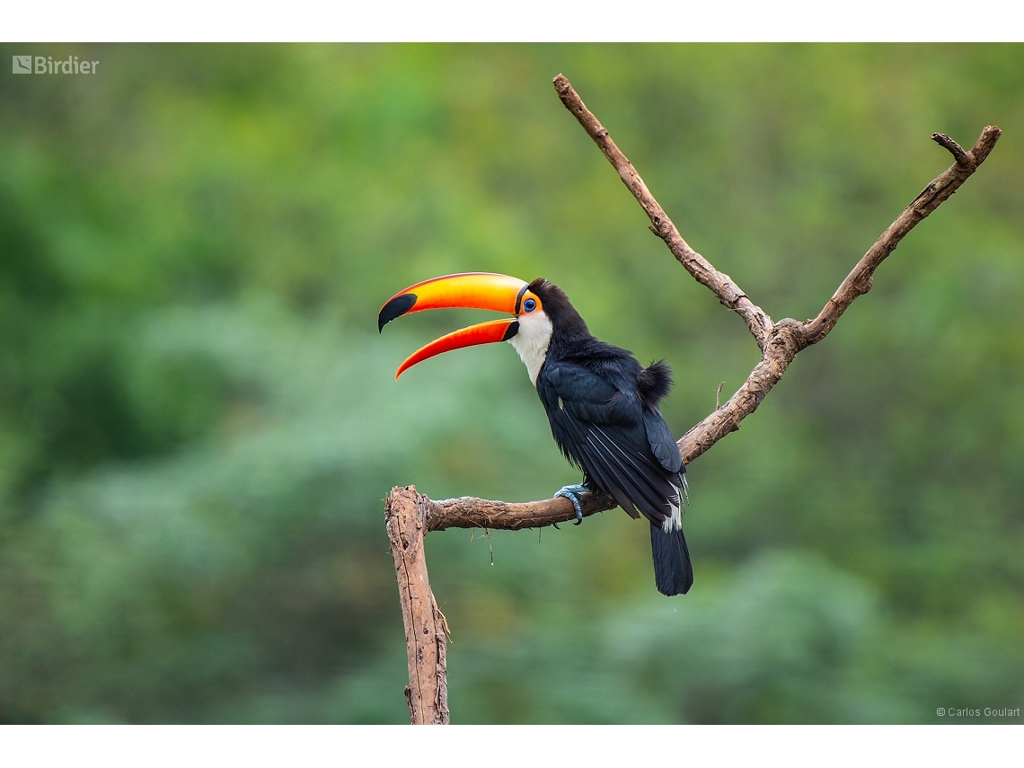 Ramphastos toco