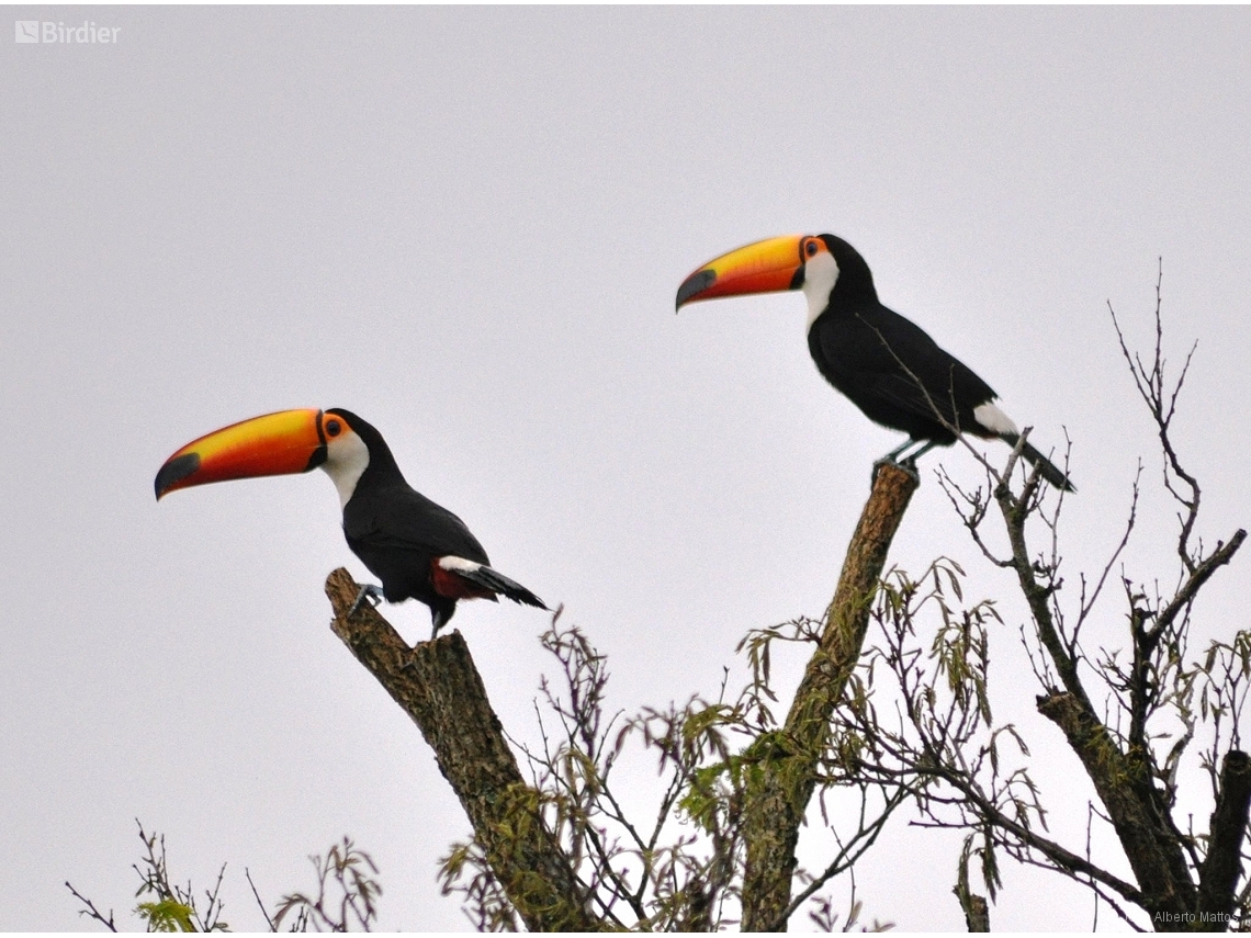 Ramphastos toco