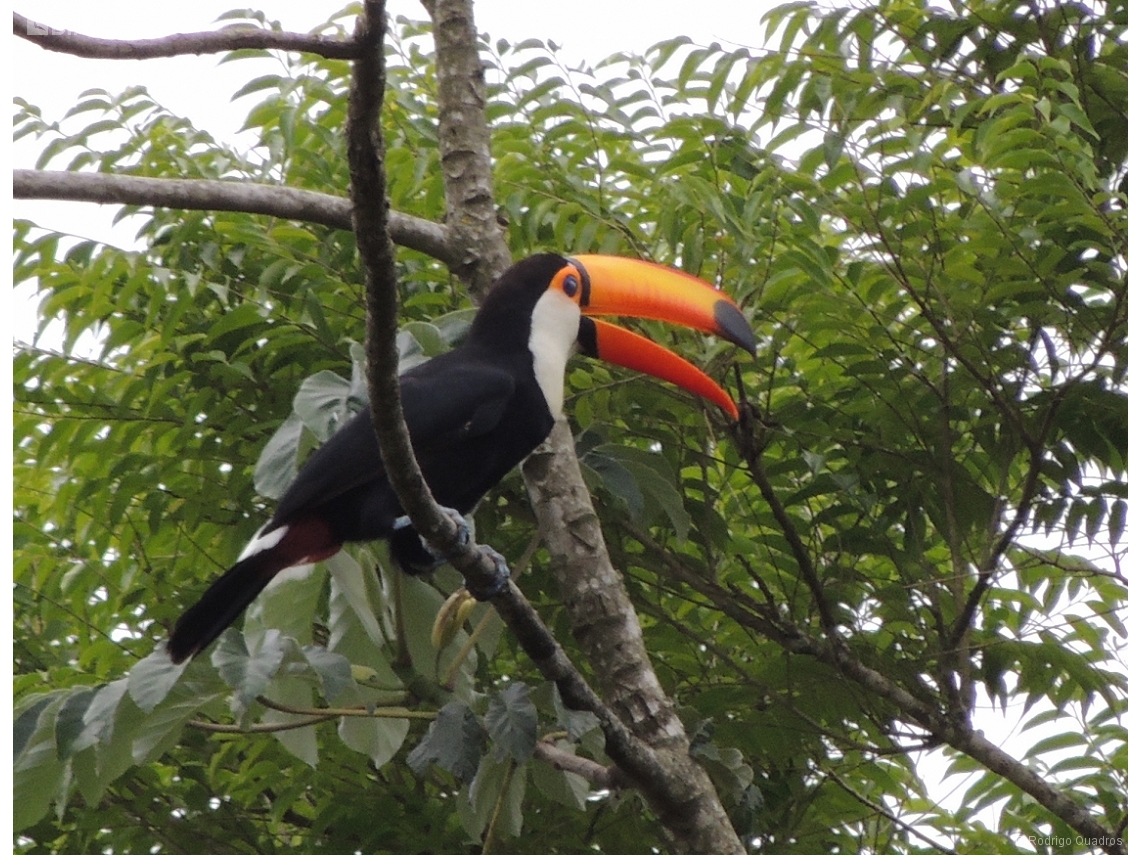 Ramphastos toco