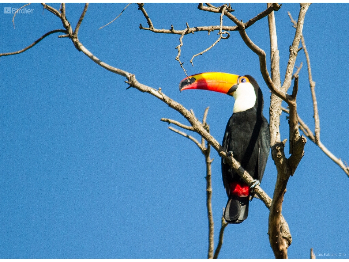 Ramphastos toco