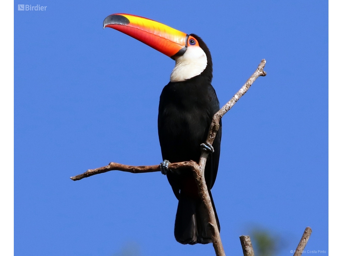 Ramphastos toco