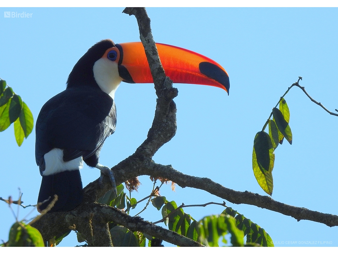 Ramphastos toco