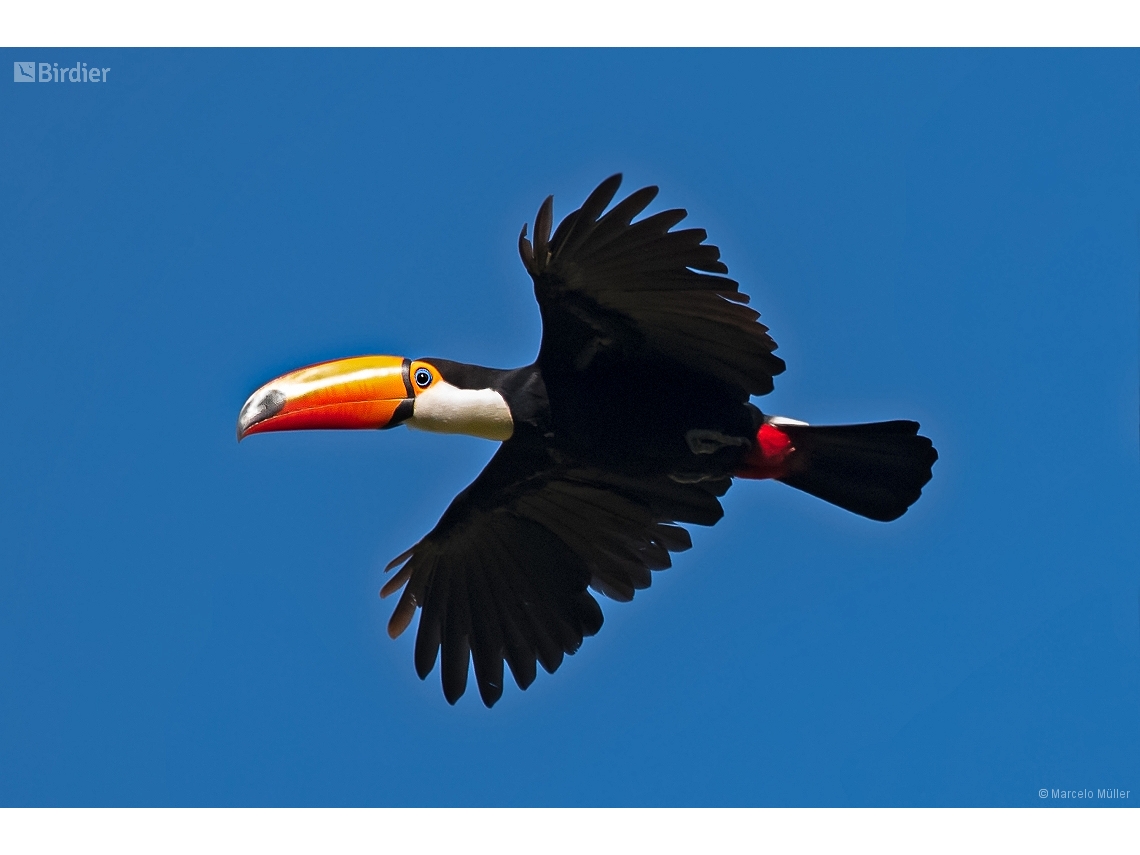 Ramphastos toco