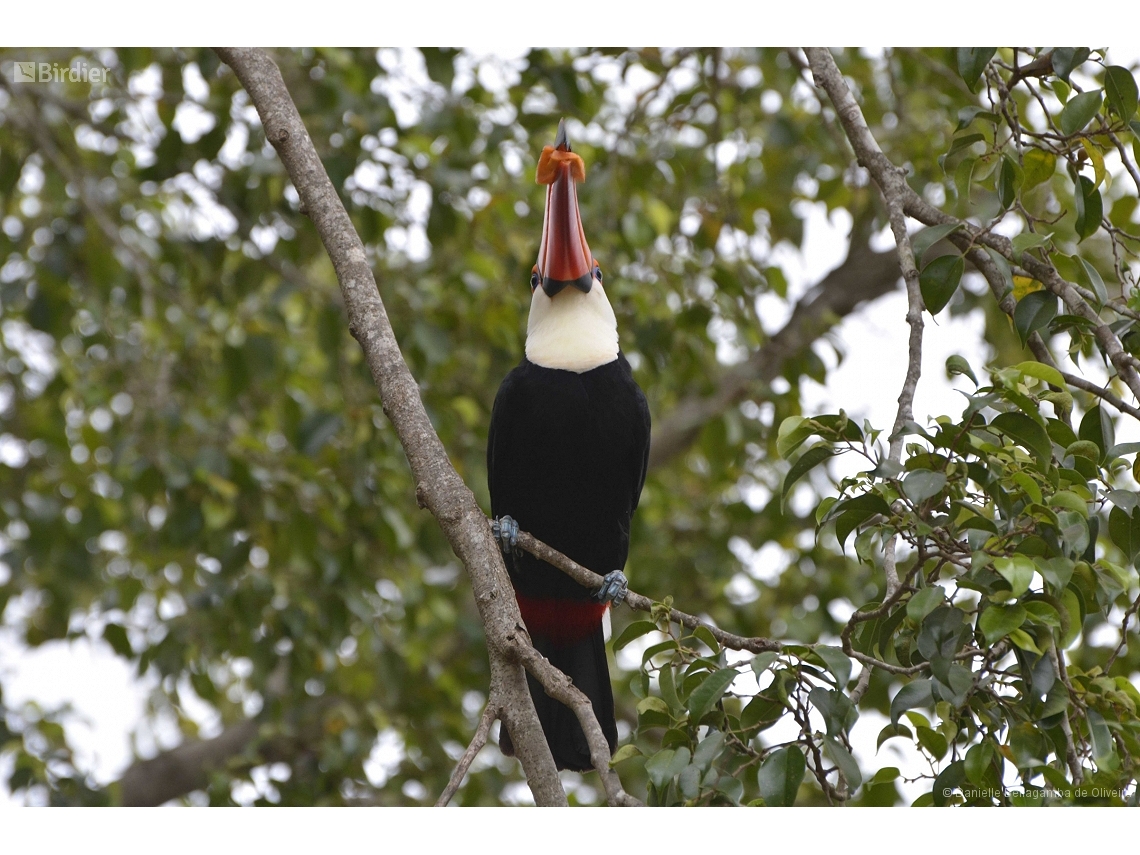 Ramphastos toco
