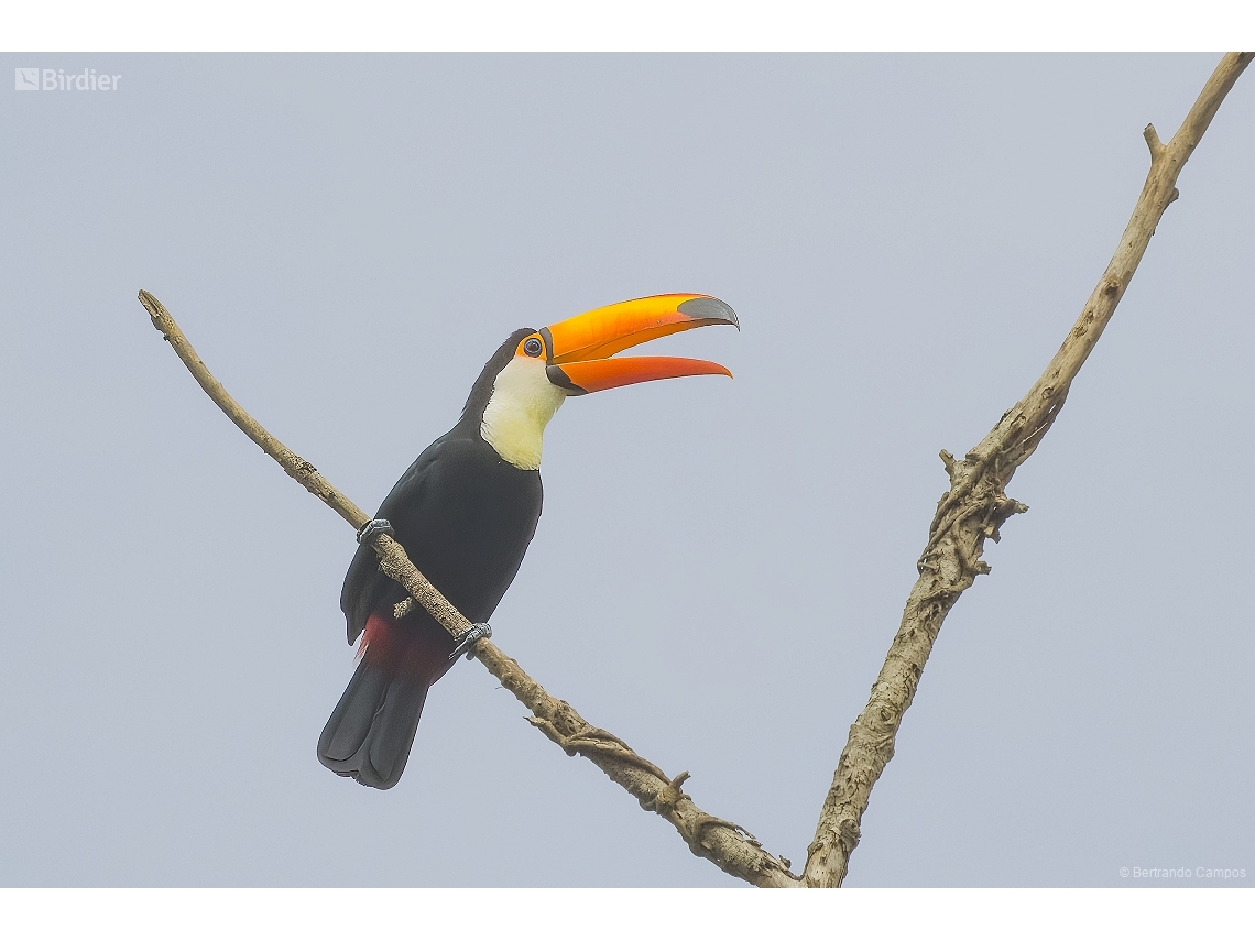 Ramphastos toco