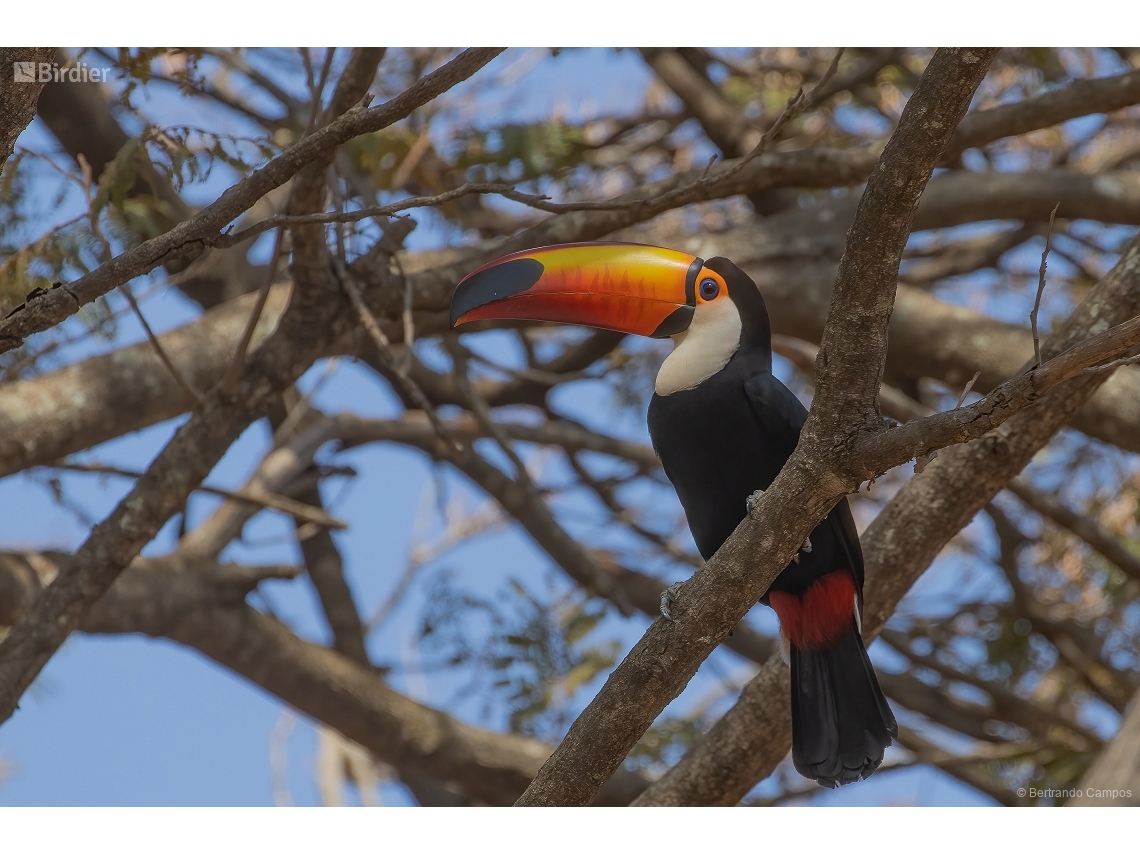 Ramphastos toco