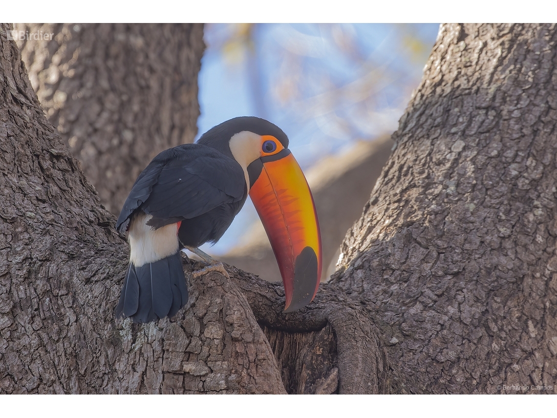 Ramphastos toco