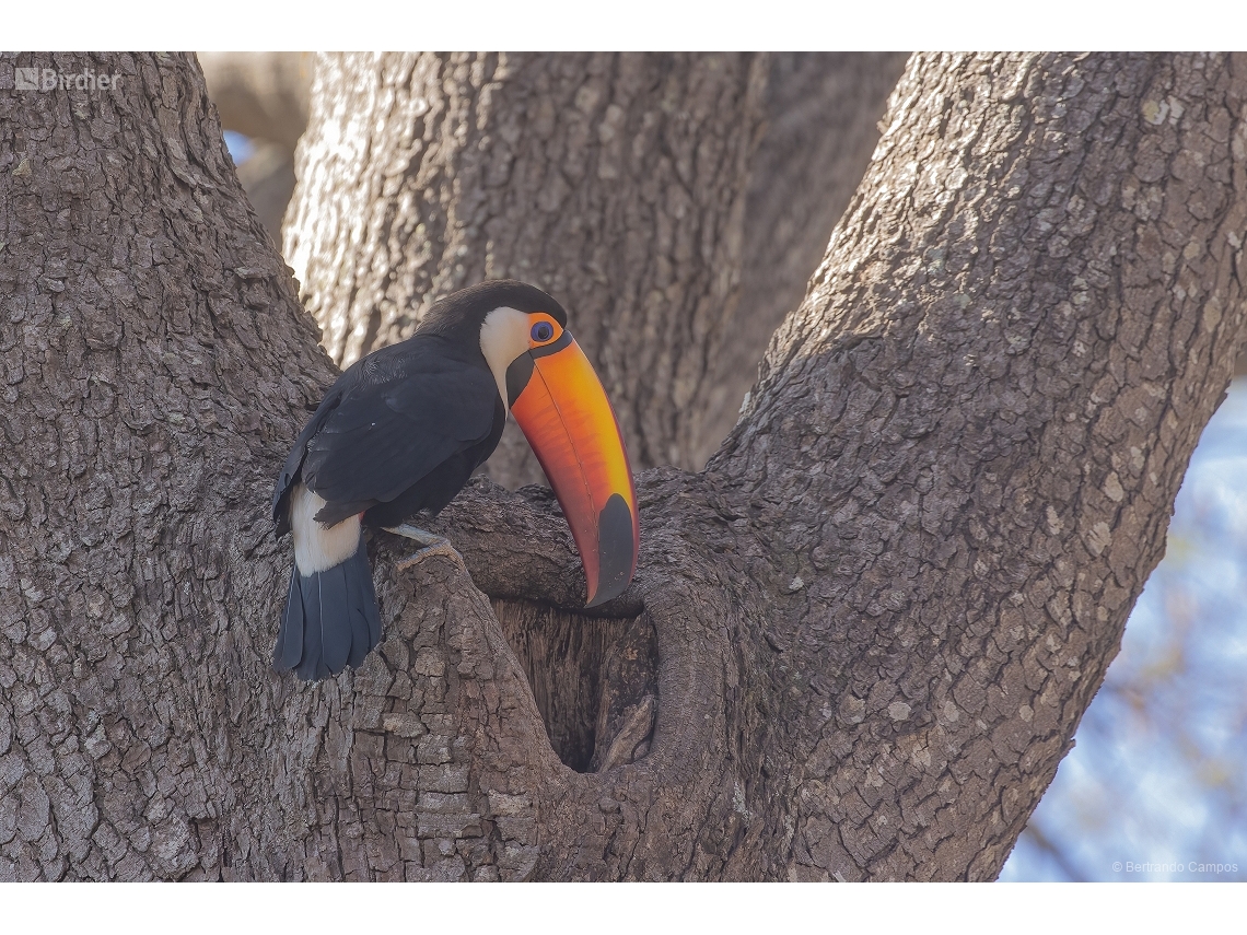 Ramphastos toco