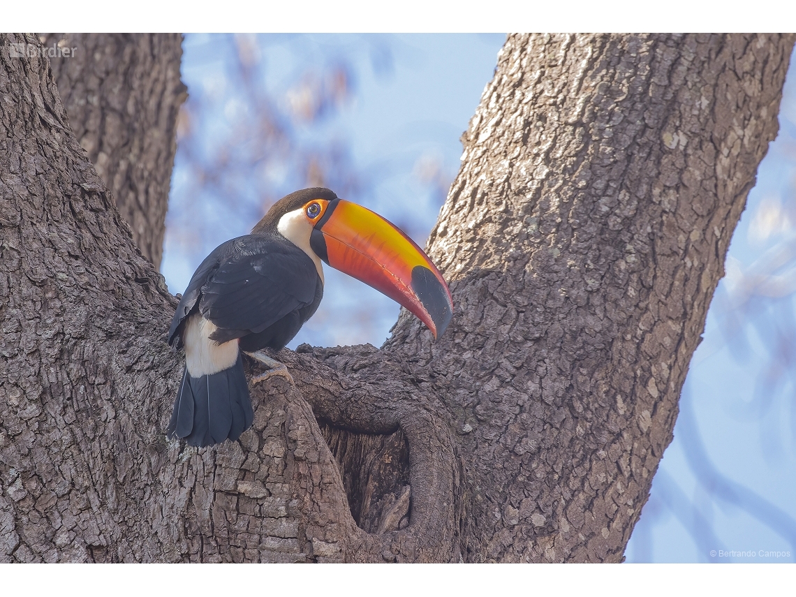 Ramphastos toco