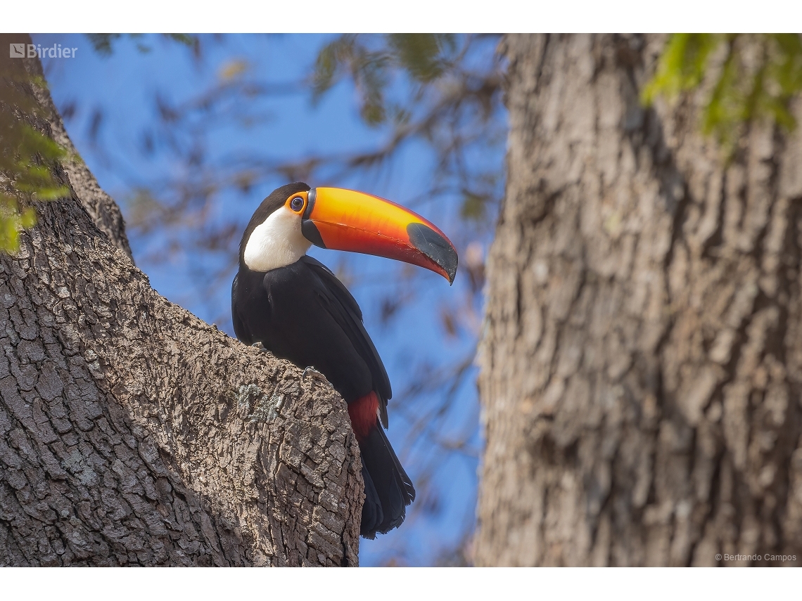 Ramphastos toco