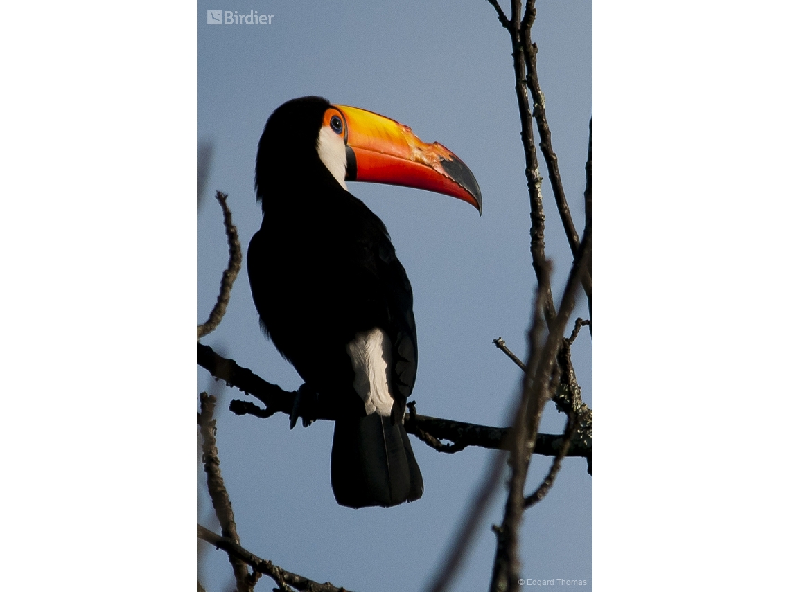 Ramphastos toco