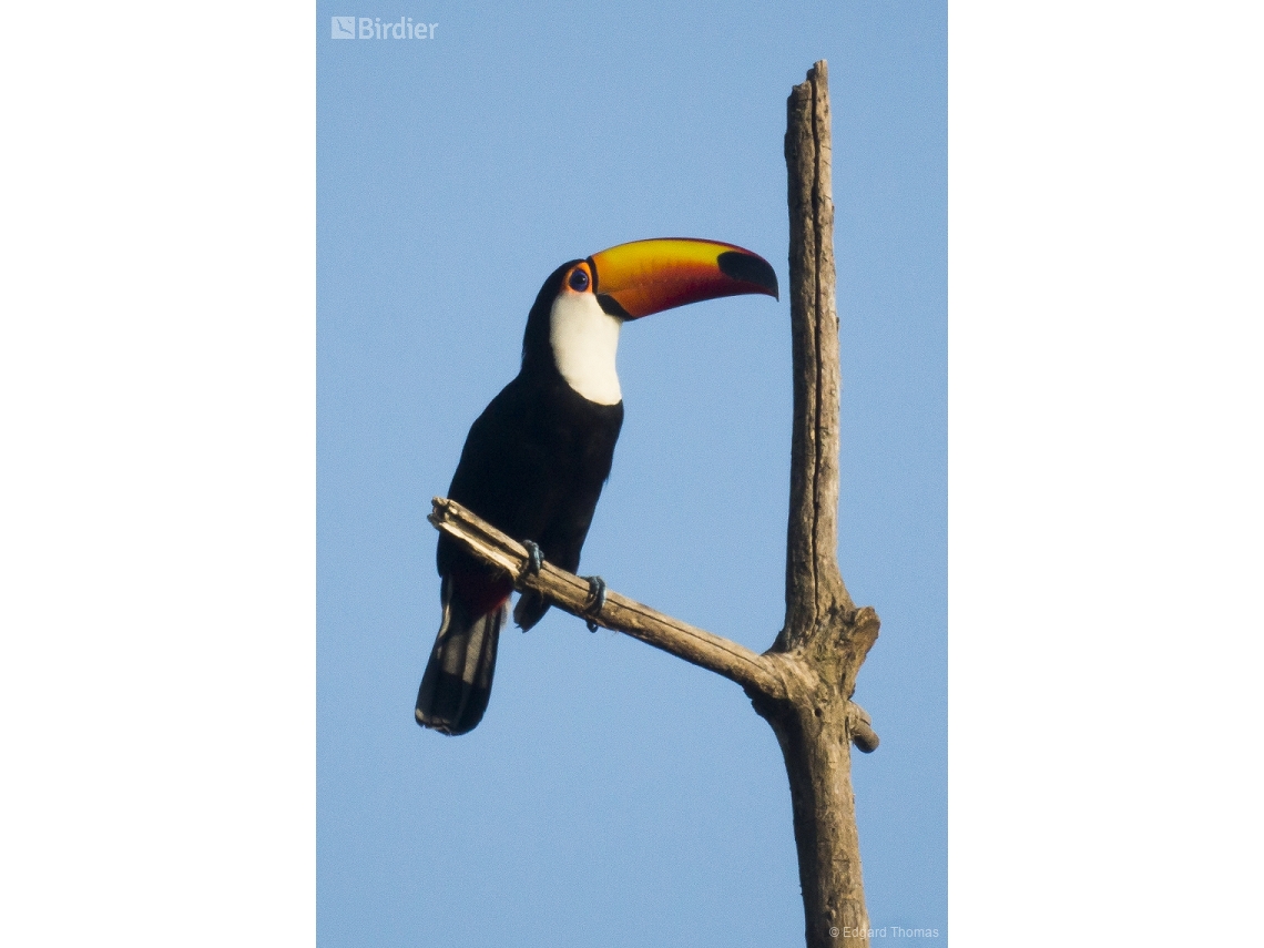 Ramphastos toco