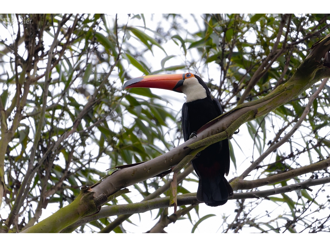 Ramphastos toco