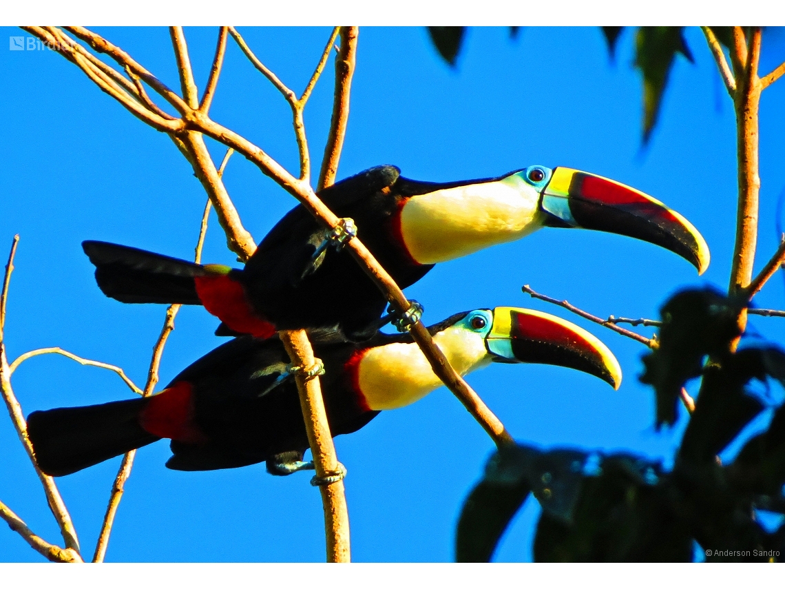 Ramphastos tucanus