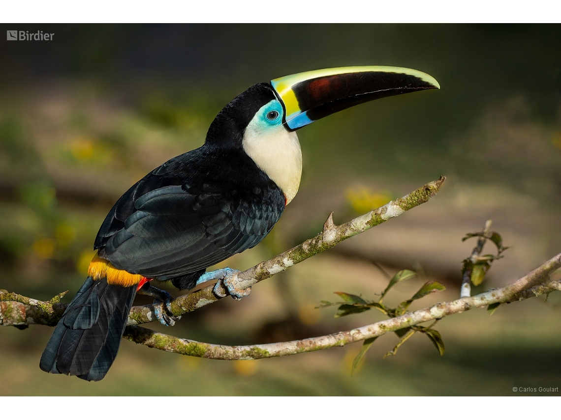 Ramphastos tucanus