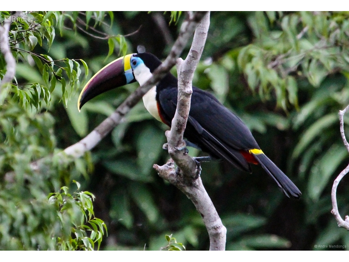 Ramphastos tucanus