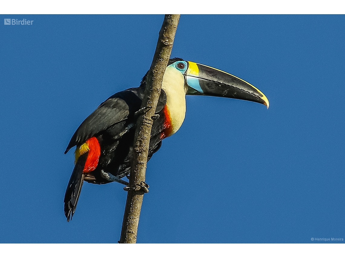 Ramphastos tucanus